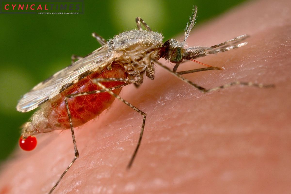 Dengue Fever Cases Surge in Italy