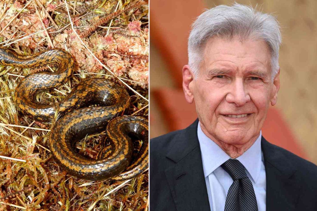 Harrison Ford Snake species