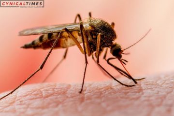 Malaria Resurgence in the US