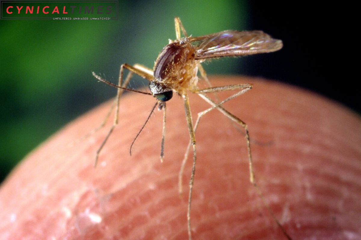 Revolutionary Mosquito Borne Disease