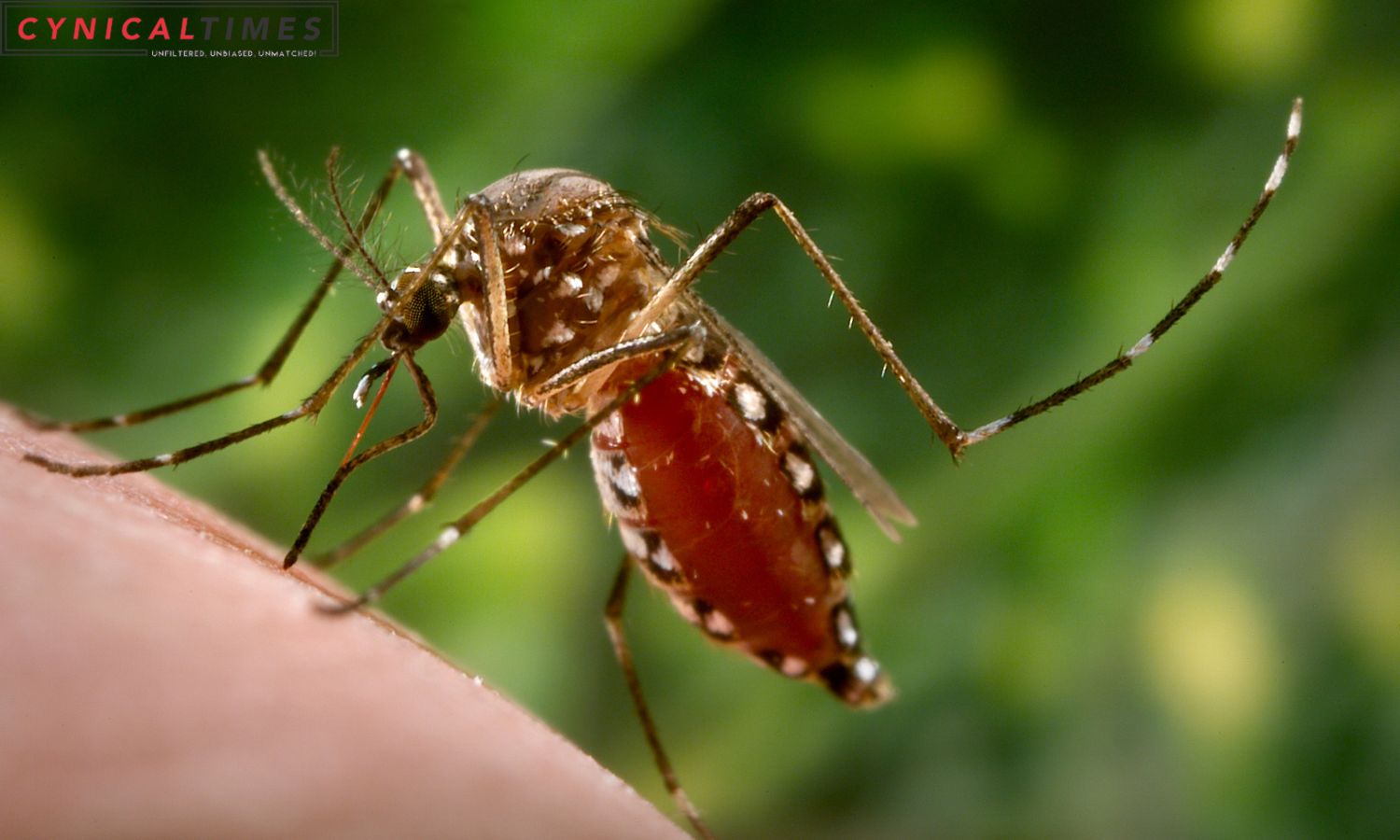 Revolutionary Mosquito Borne Disease