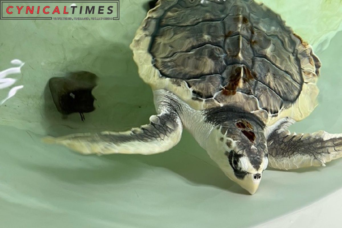 Sea Turtle Rehabilitated in Wales