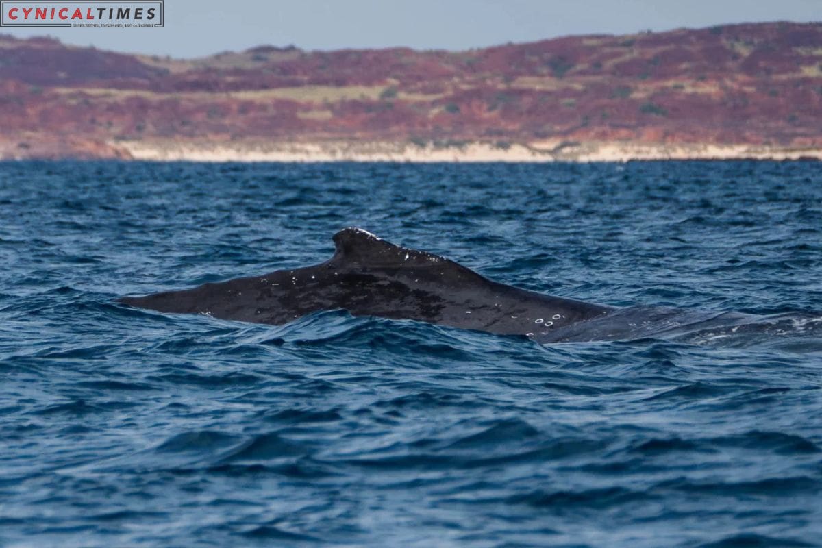 Australia Battle Against Underwater Noise