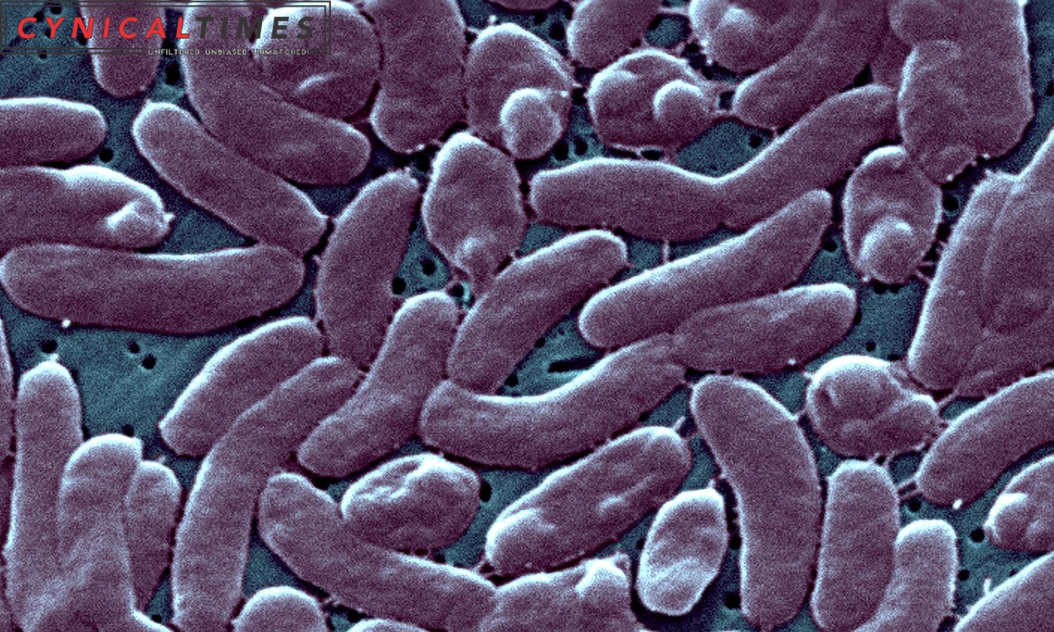 Flesh Eating Bacteria Alert