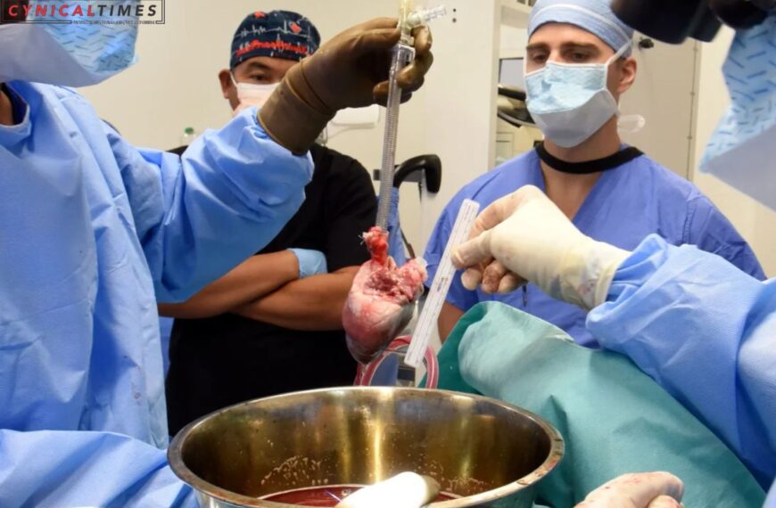 Xenotransplantation Pig Heart