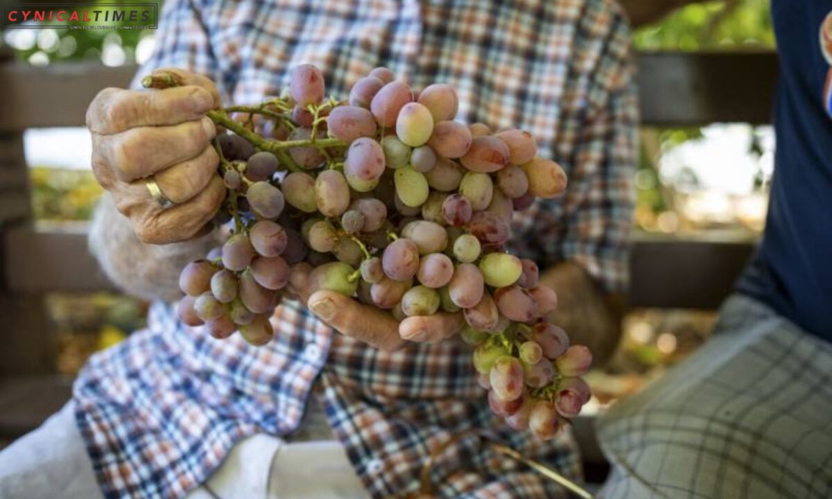 Silicon Valley Agricultural Roots