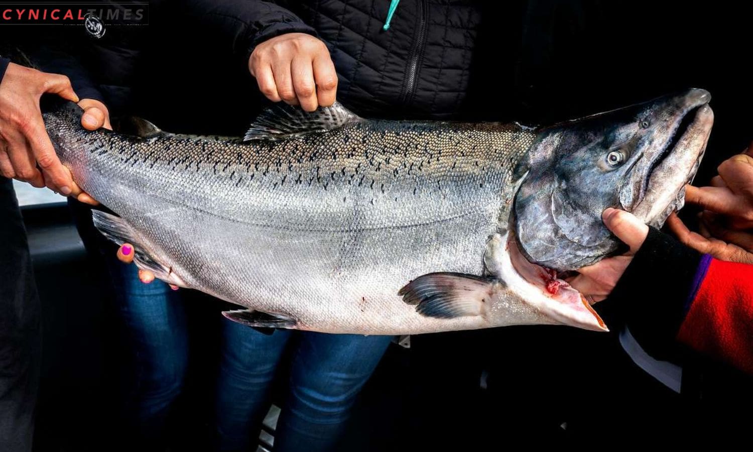 Bay Area Mighty Salmon Surprise