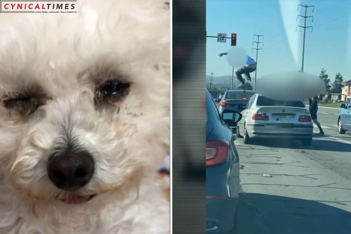 Road Rage Nightmare Dog Ordeal