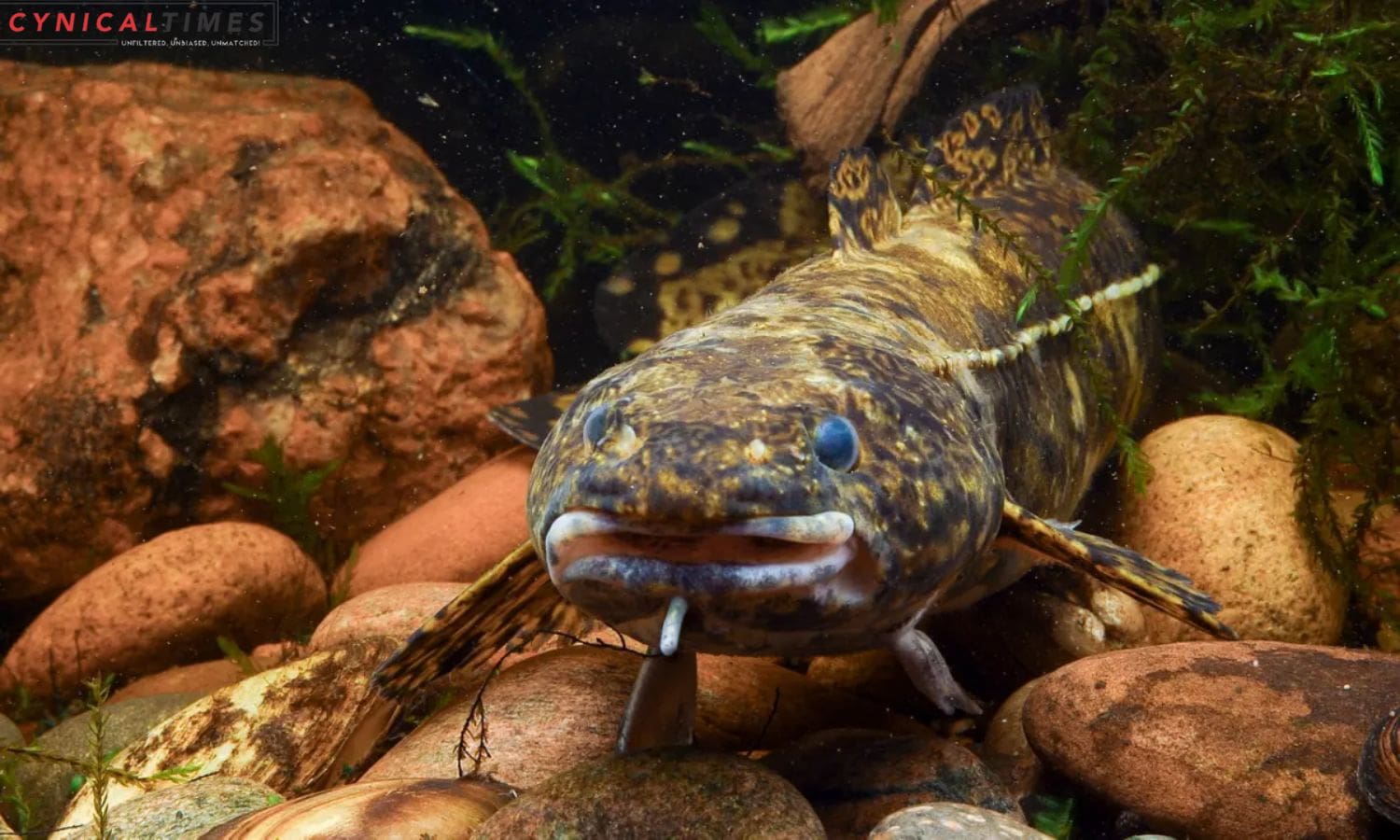 California Freshwater Fish Face Extinction