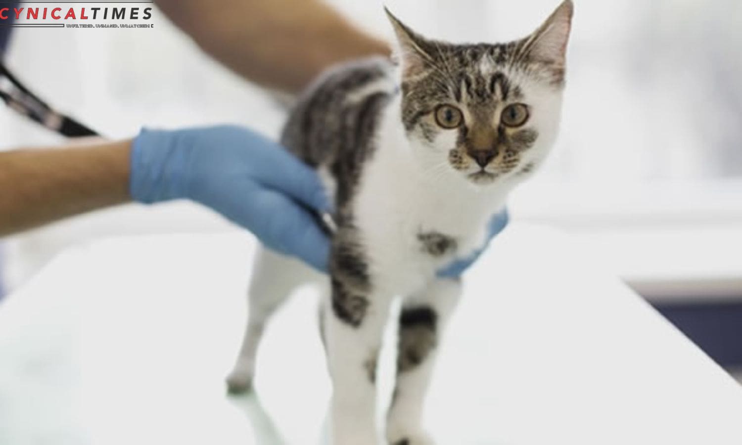 Cat Crisis Veterinarian Guide