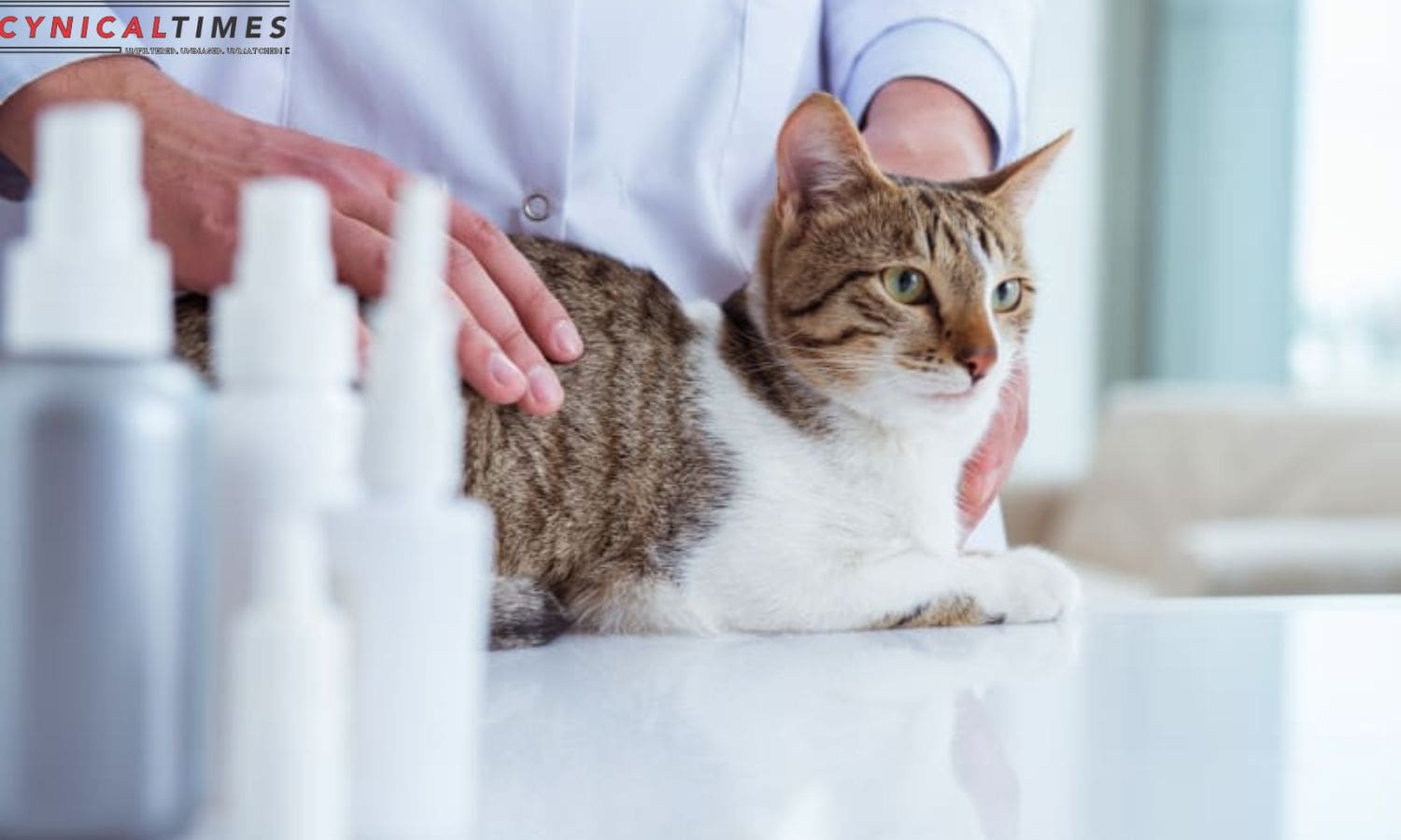 Cat Crisis Veterinarian Guide