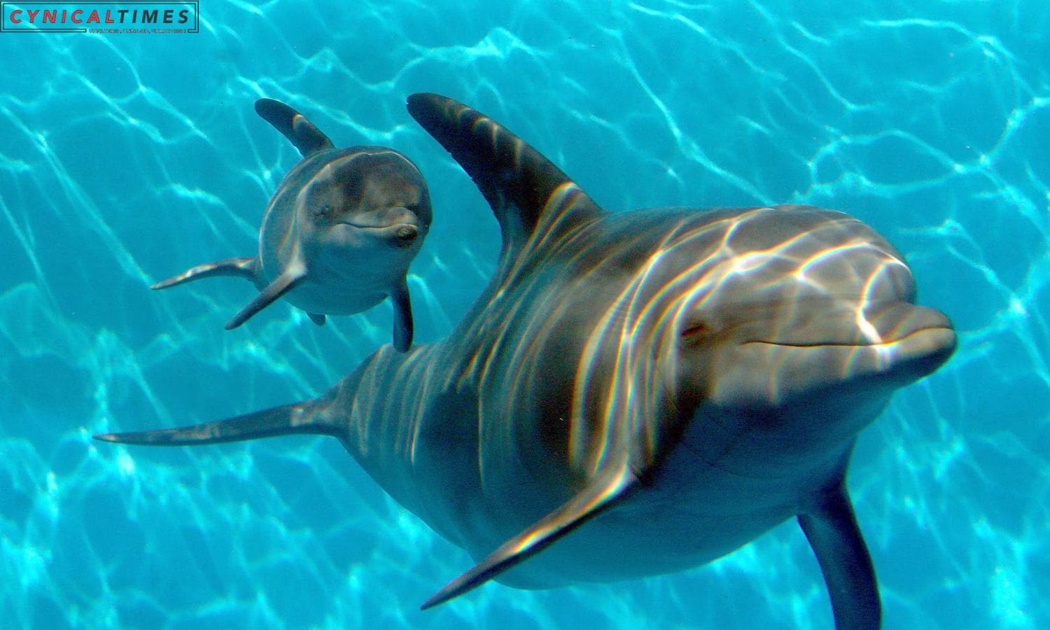 Dolphin Electric Whiskers