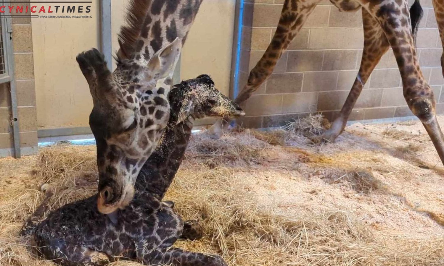 Sacramento Zoo