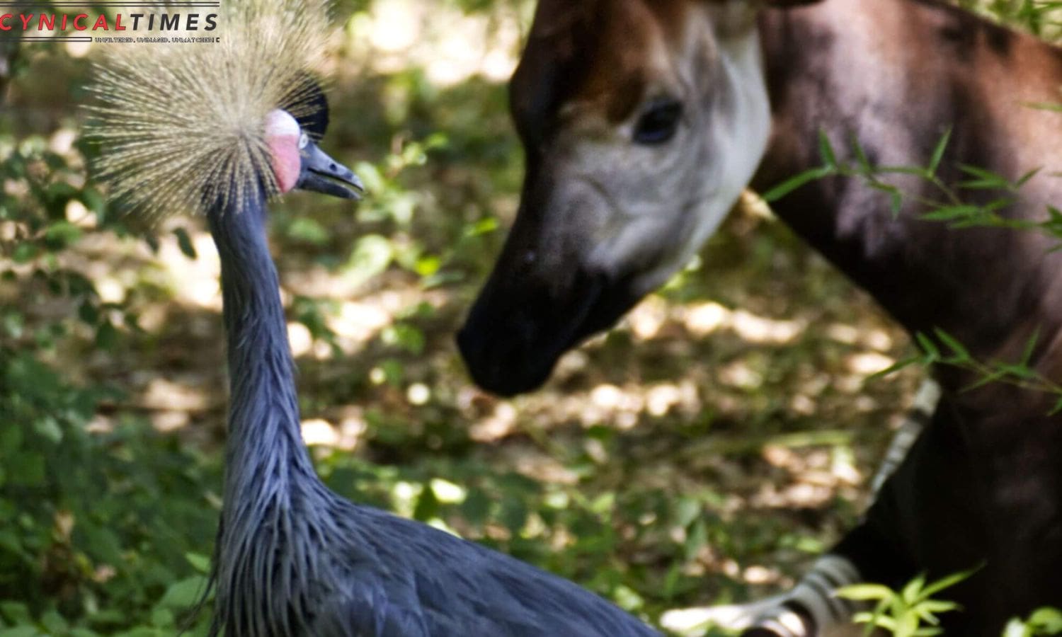 Sacramento Zoo