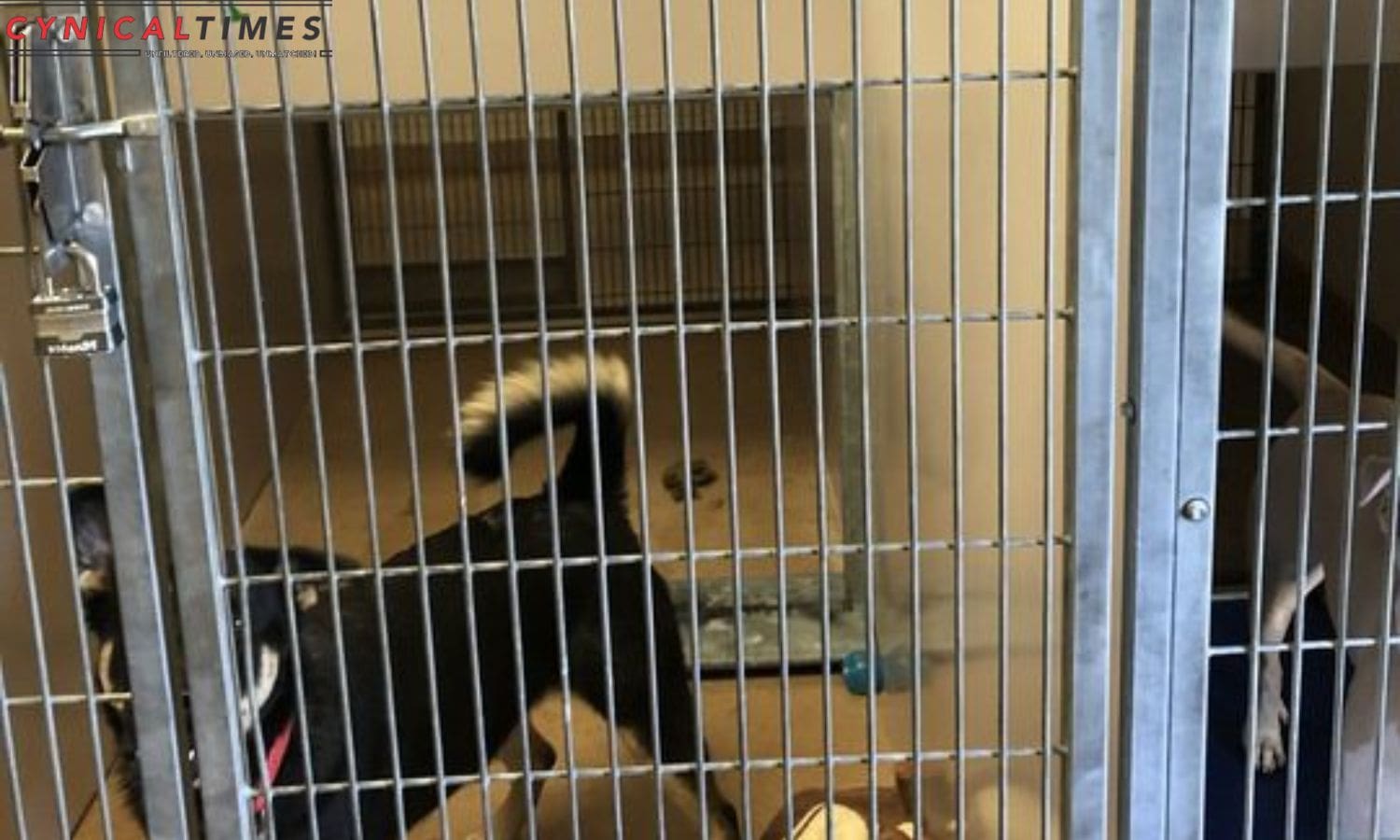 San Jose Animal Shelter Faces Scrutiny