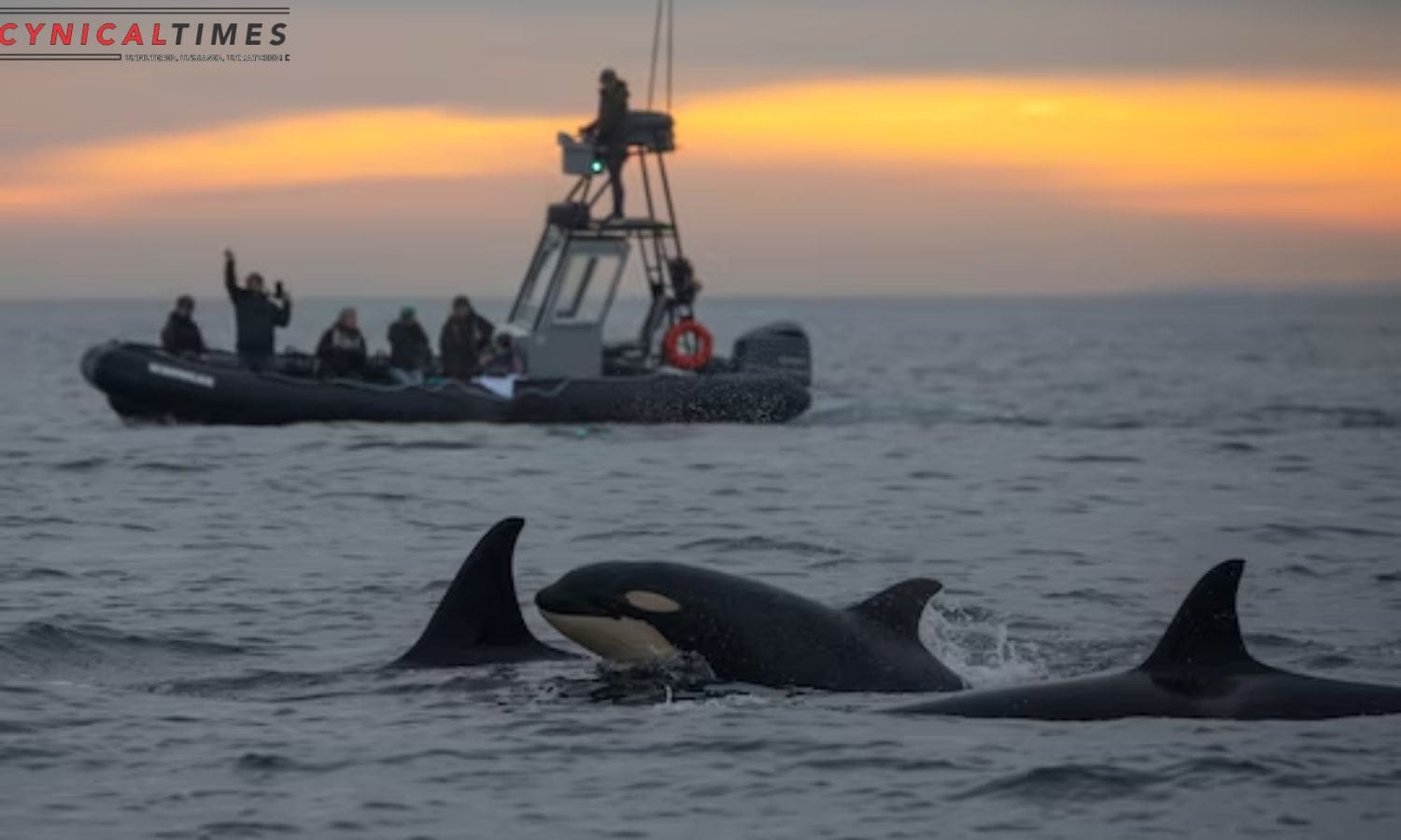 Whale Beach Mystery Solved