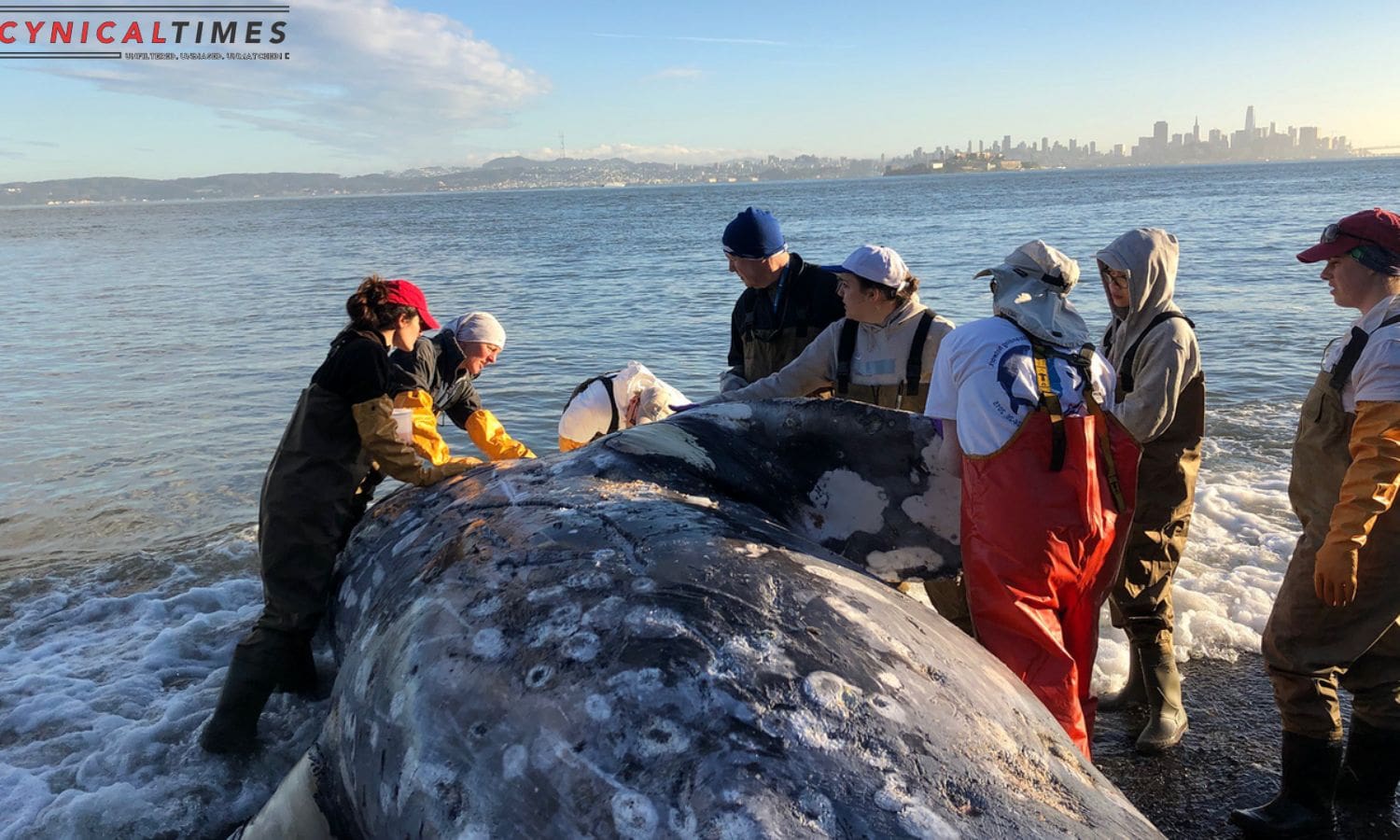 Whale Beach Mystery Solved