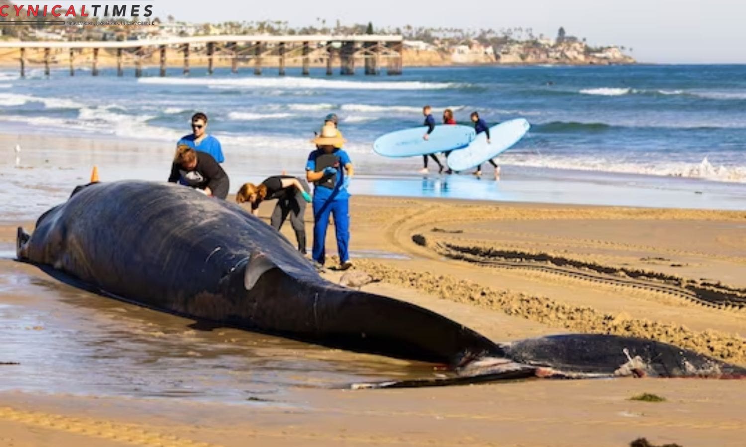 Whale Beach Mystery Solved