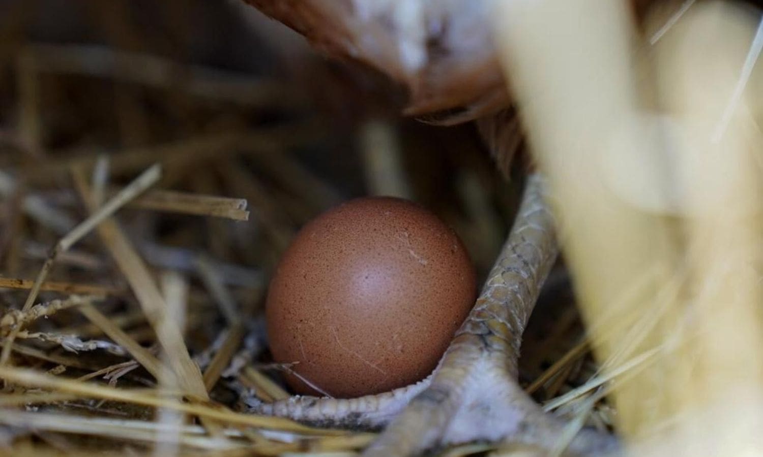 Avian Flu Creates Crisis in California Egg Basket