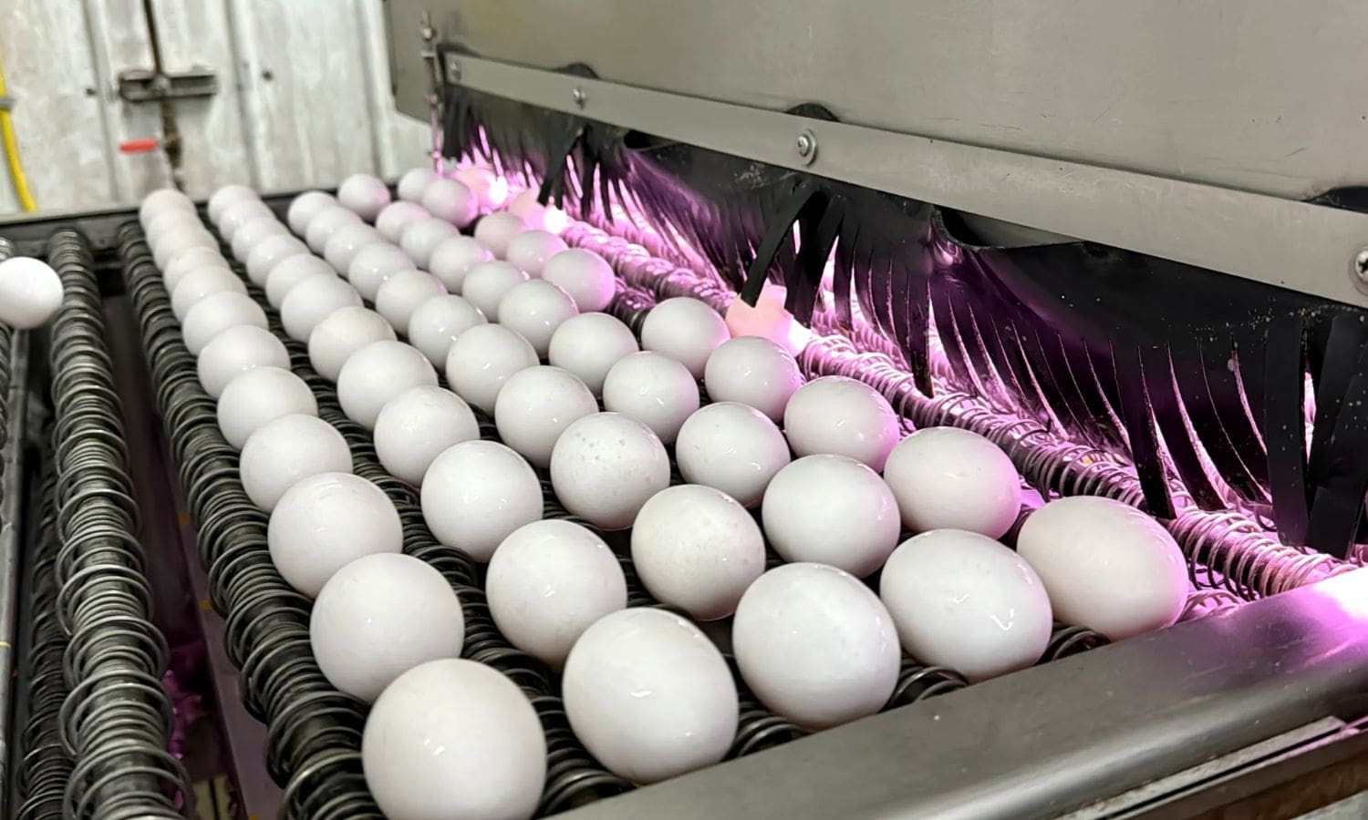 Avian Flu Creates Crisis in California Egg Basket