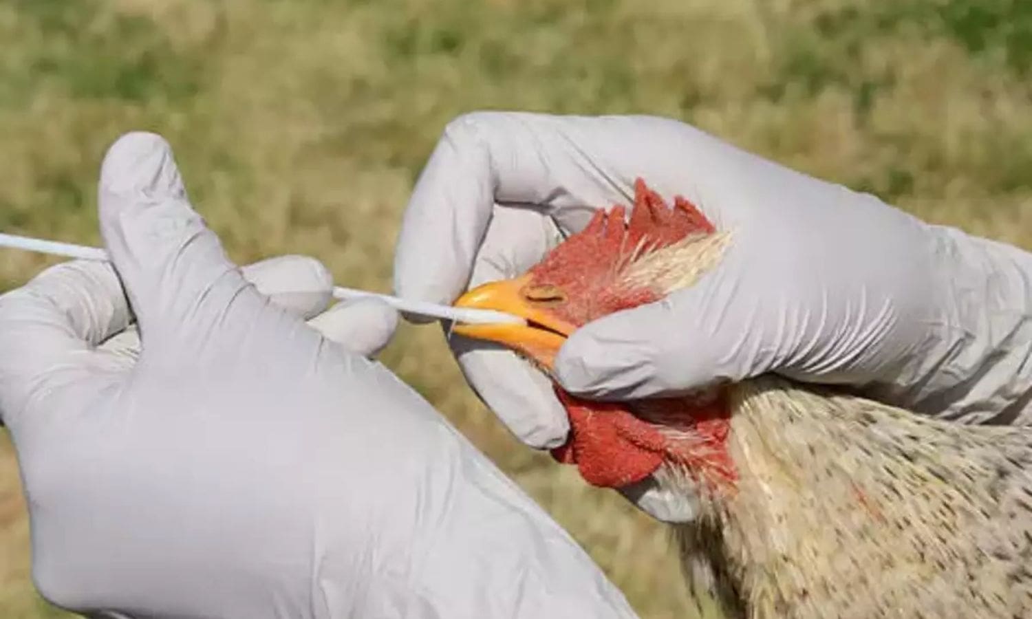 Avian Influenza Wreaks Havoc