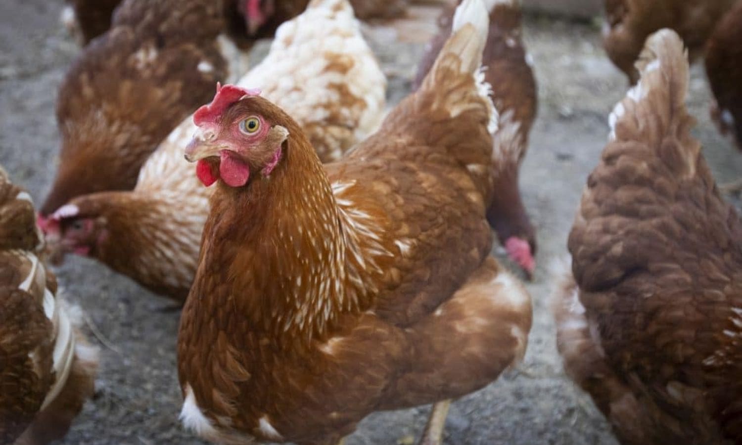 Avian Influenza Wreaks Havoc