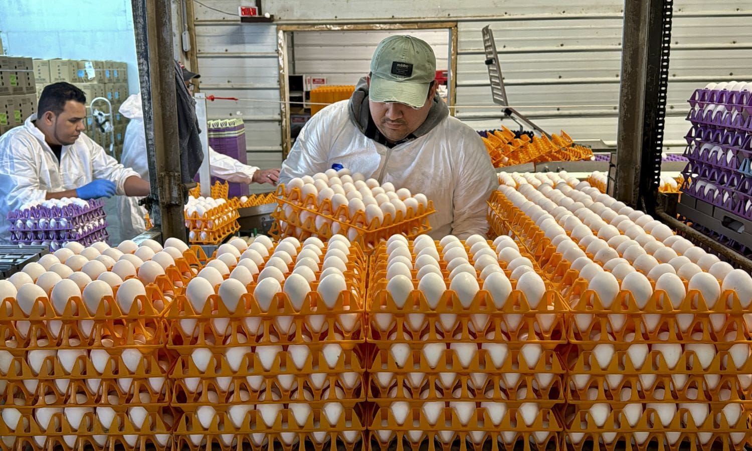 Avian Influenza Wreaks Havoc