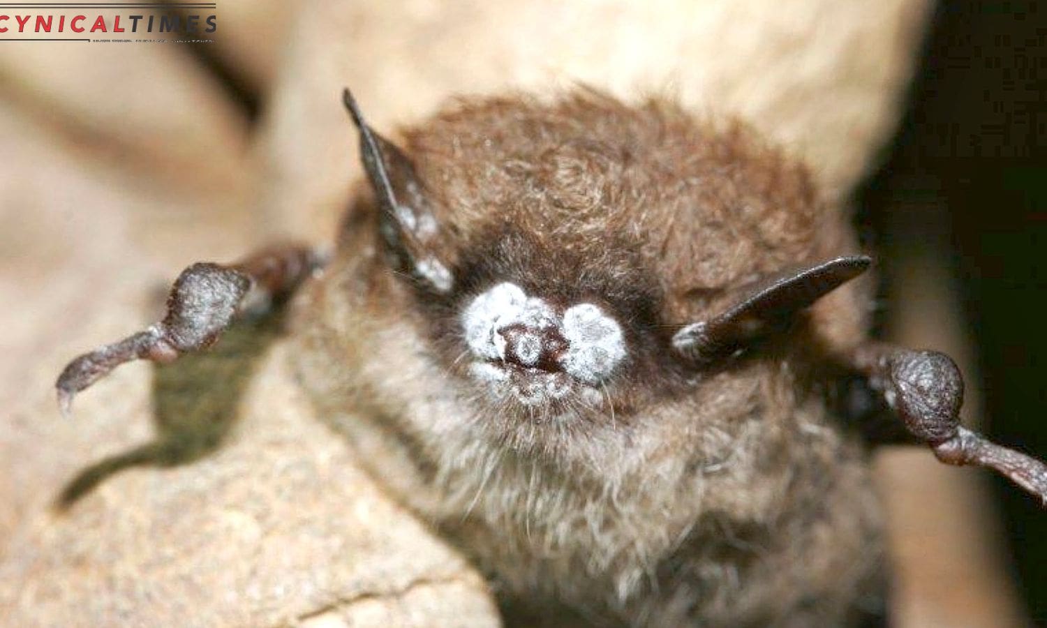 Bats and Mushrooms Take Center Stage