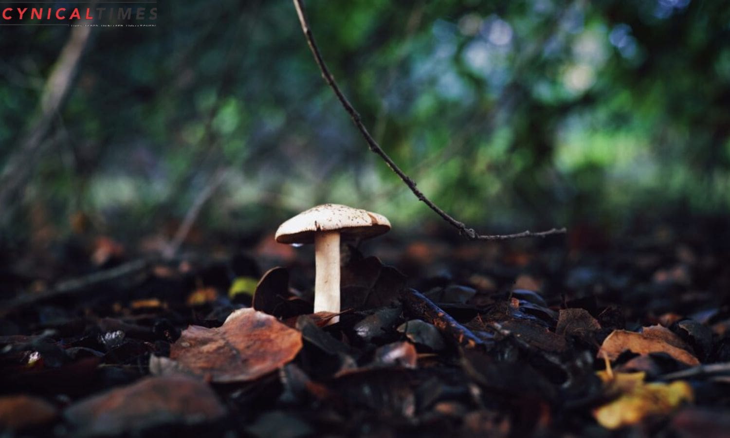 Bats and Mushrooms Take Center Stage