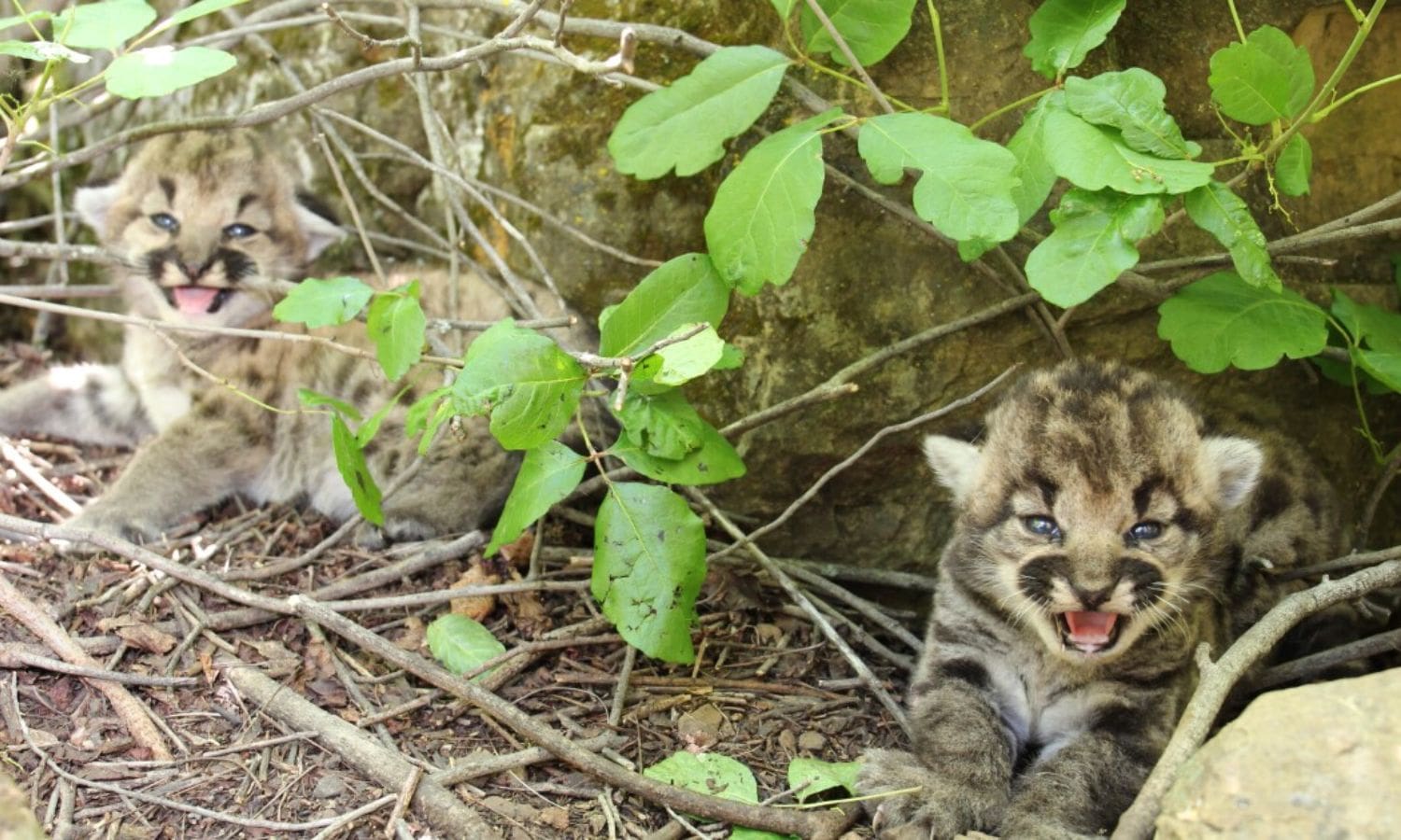 Beloved Mountain Lion Loses Life