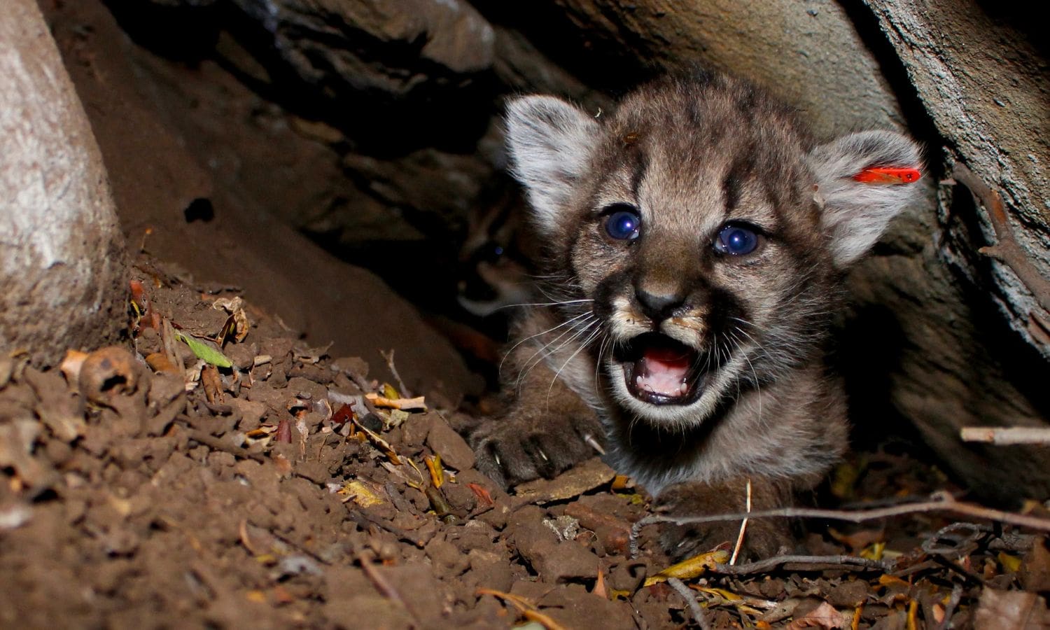 Beloved Mountain Lion Loses Life