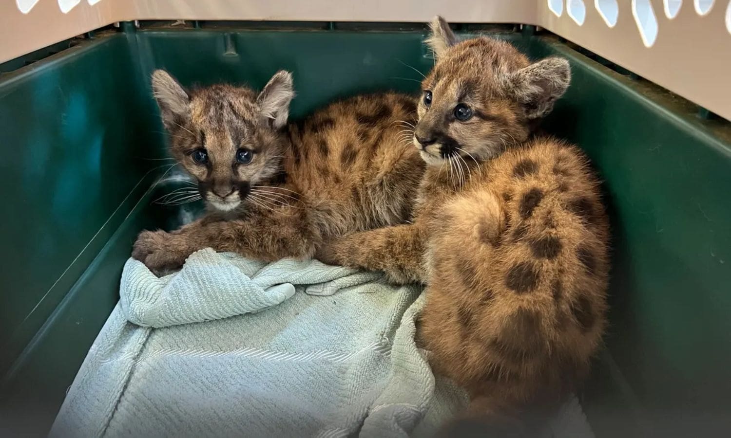 Beloved Mountain Lion Loses Life