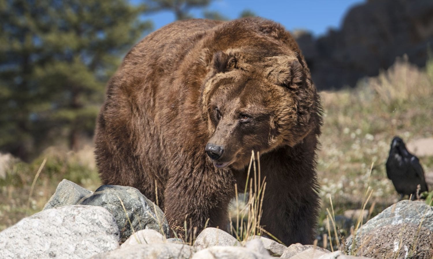 California Grizzlies Real Size Revealed