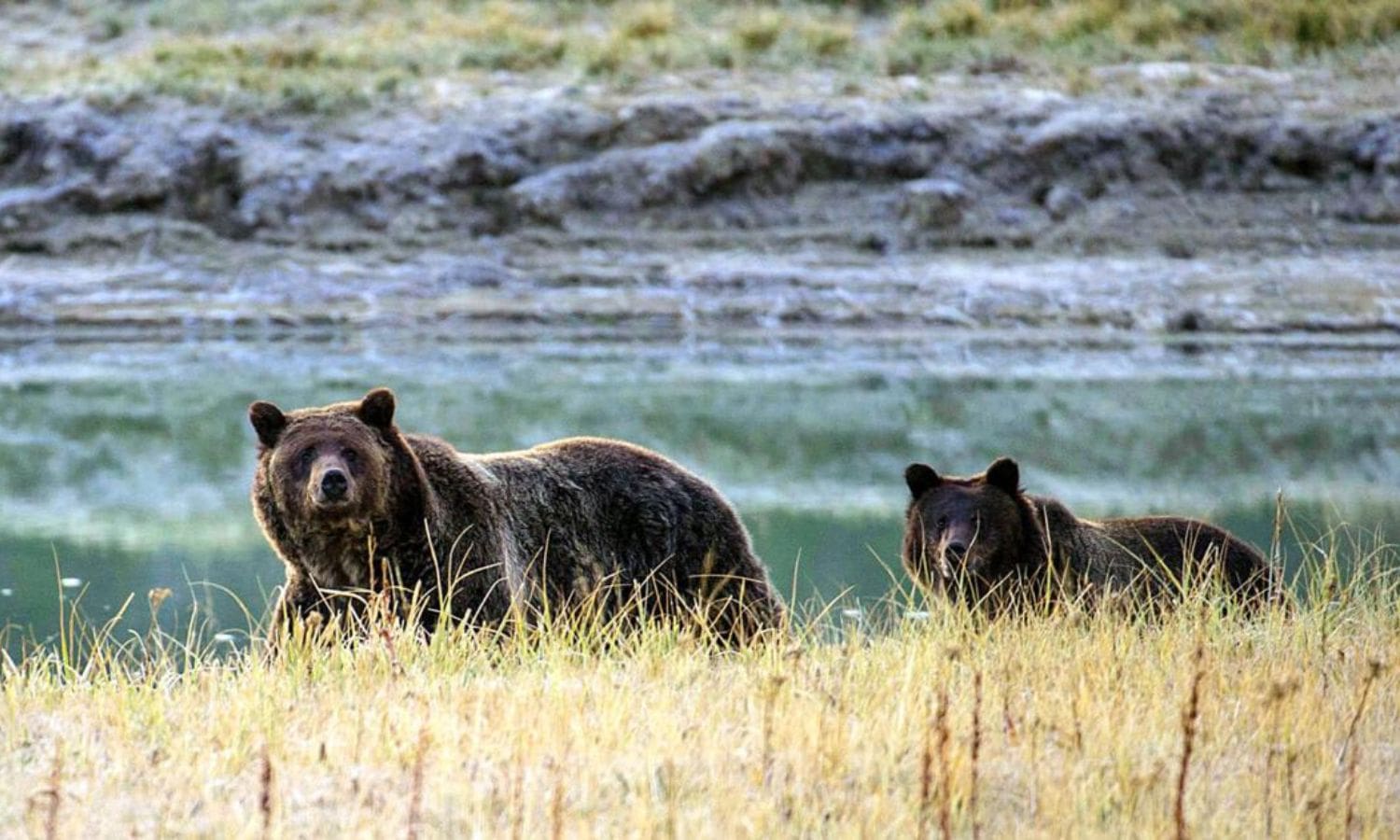 California Grizzlies Real Size Revealed