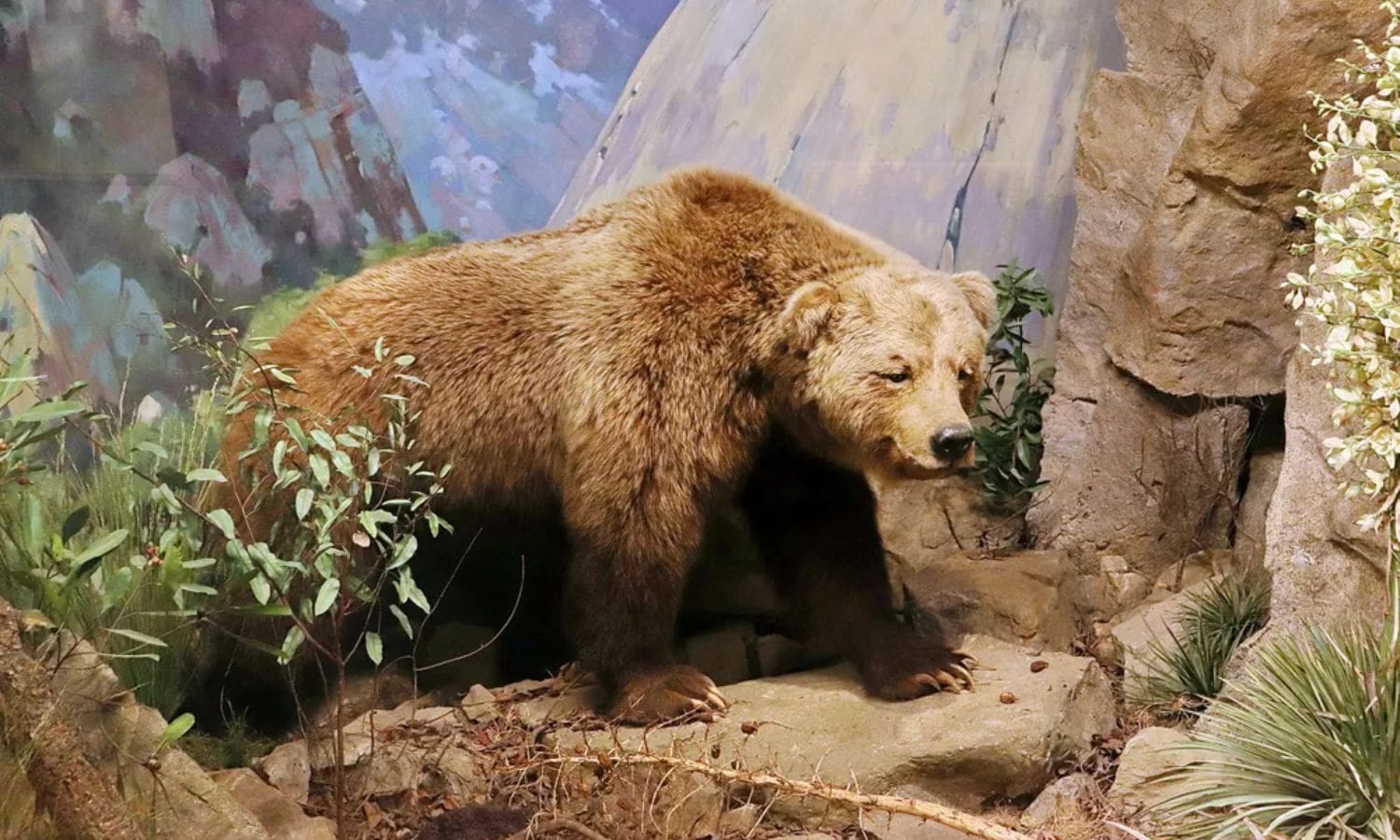 California Grizzlies Real Size Revealed