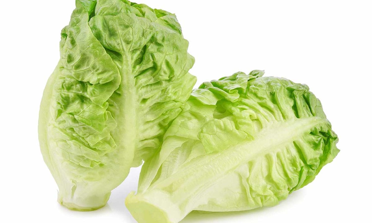 California Unveils Premium Baby Gem Lettuce