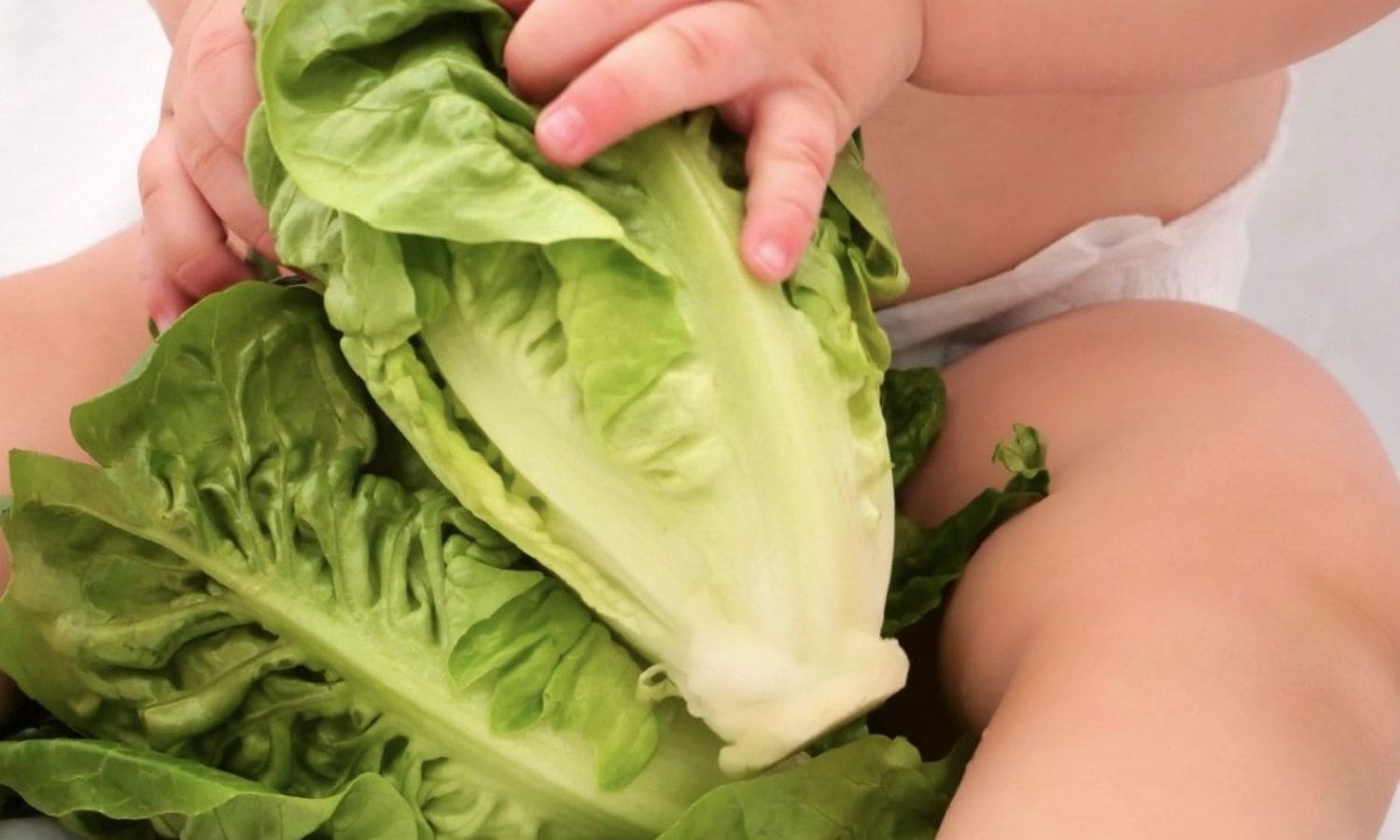 California Unveils Premium Baby Gem Lettuce