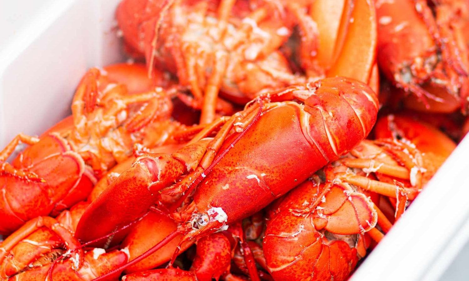 Massachusetts Lobstermen Withdraw Lawsuit