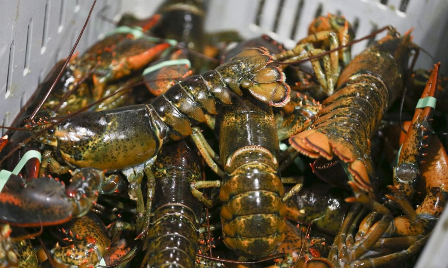 Massachusetts Lobstermen Withdraw Lawsuit