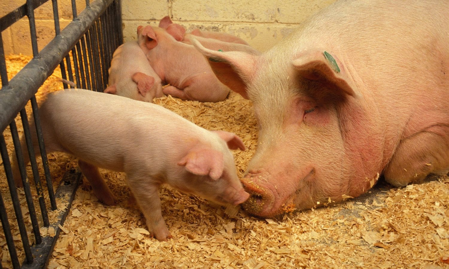 Minnesota Hog Farmers