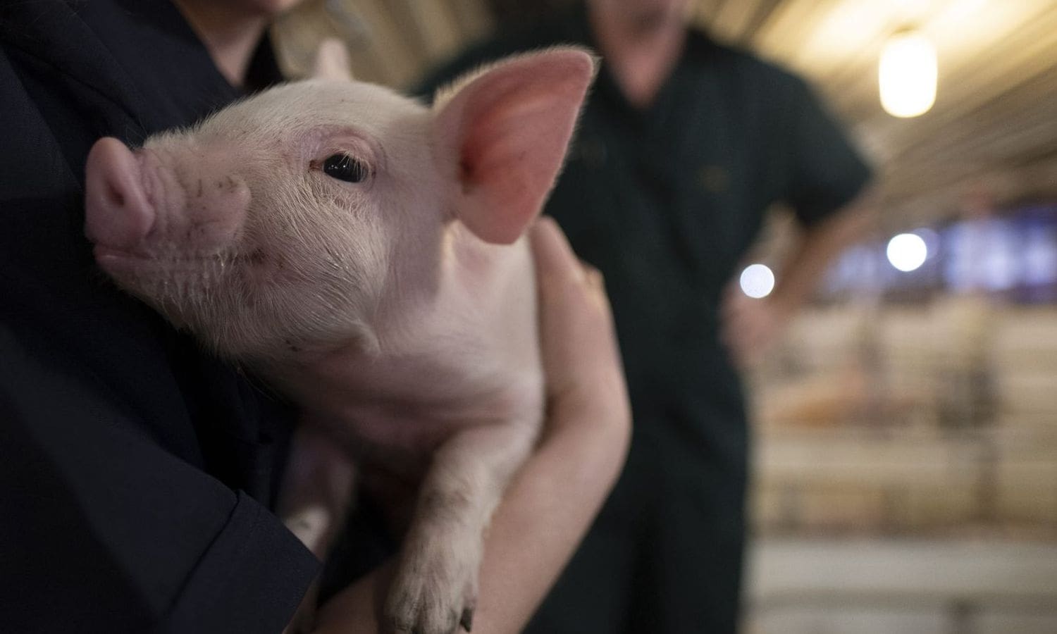 Minnesota Hog Farmers