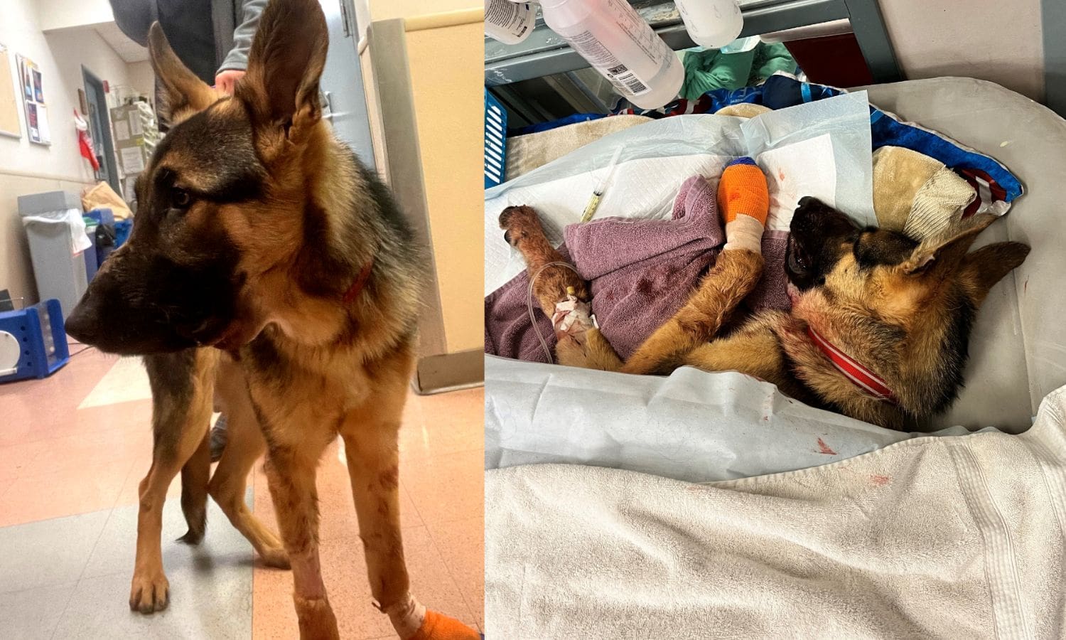 Recovery Journey of Marley