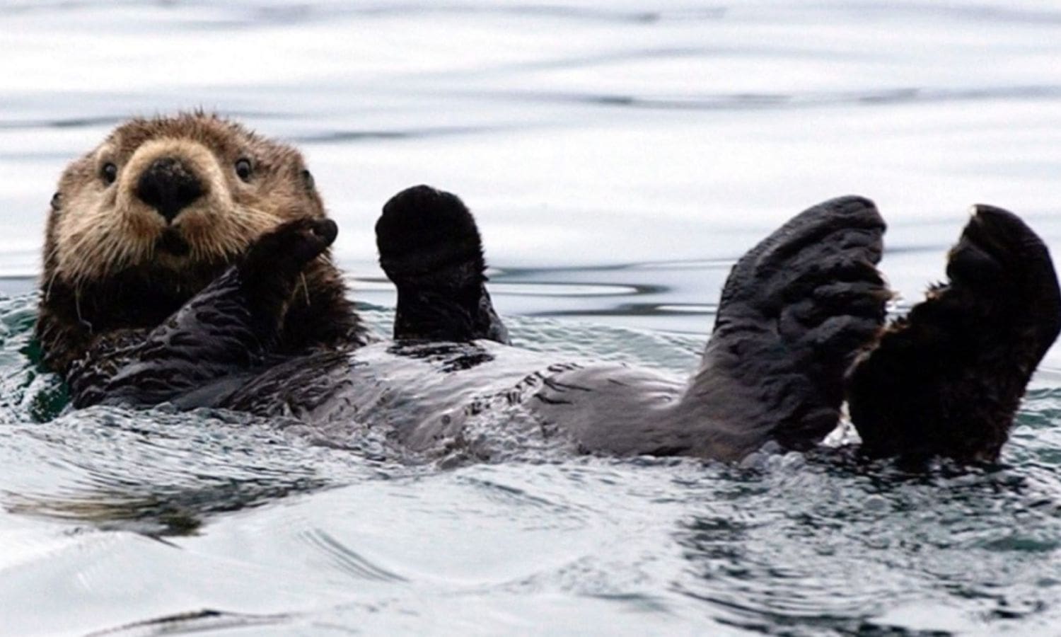 Role of Sea Otters in Shaping California