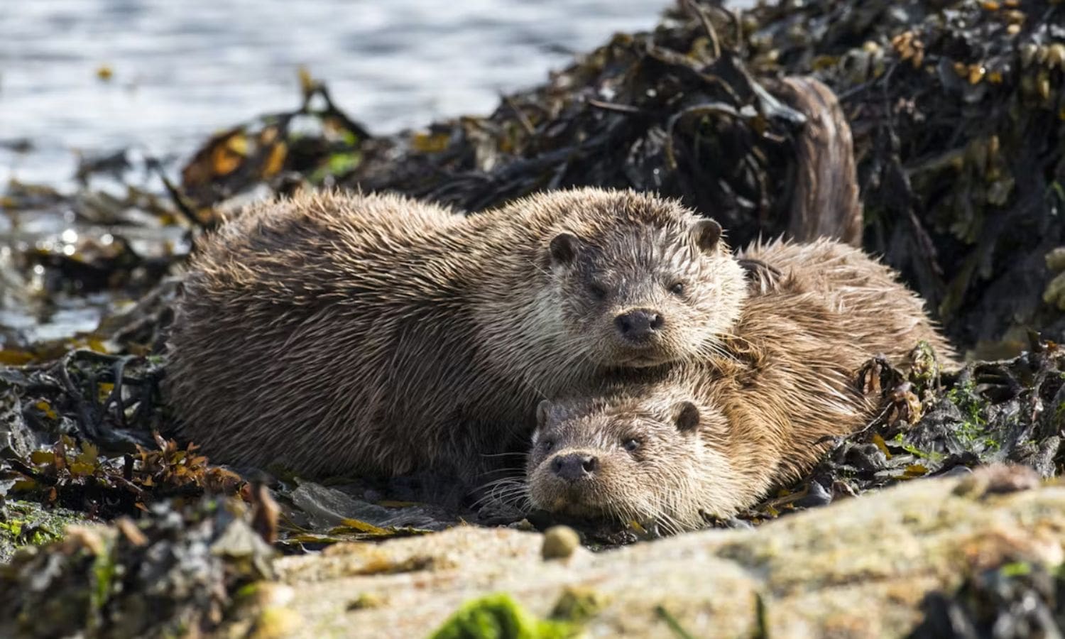 Role of Sea Otters in Shaping California