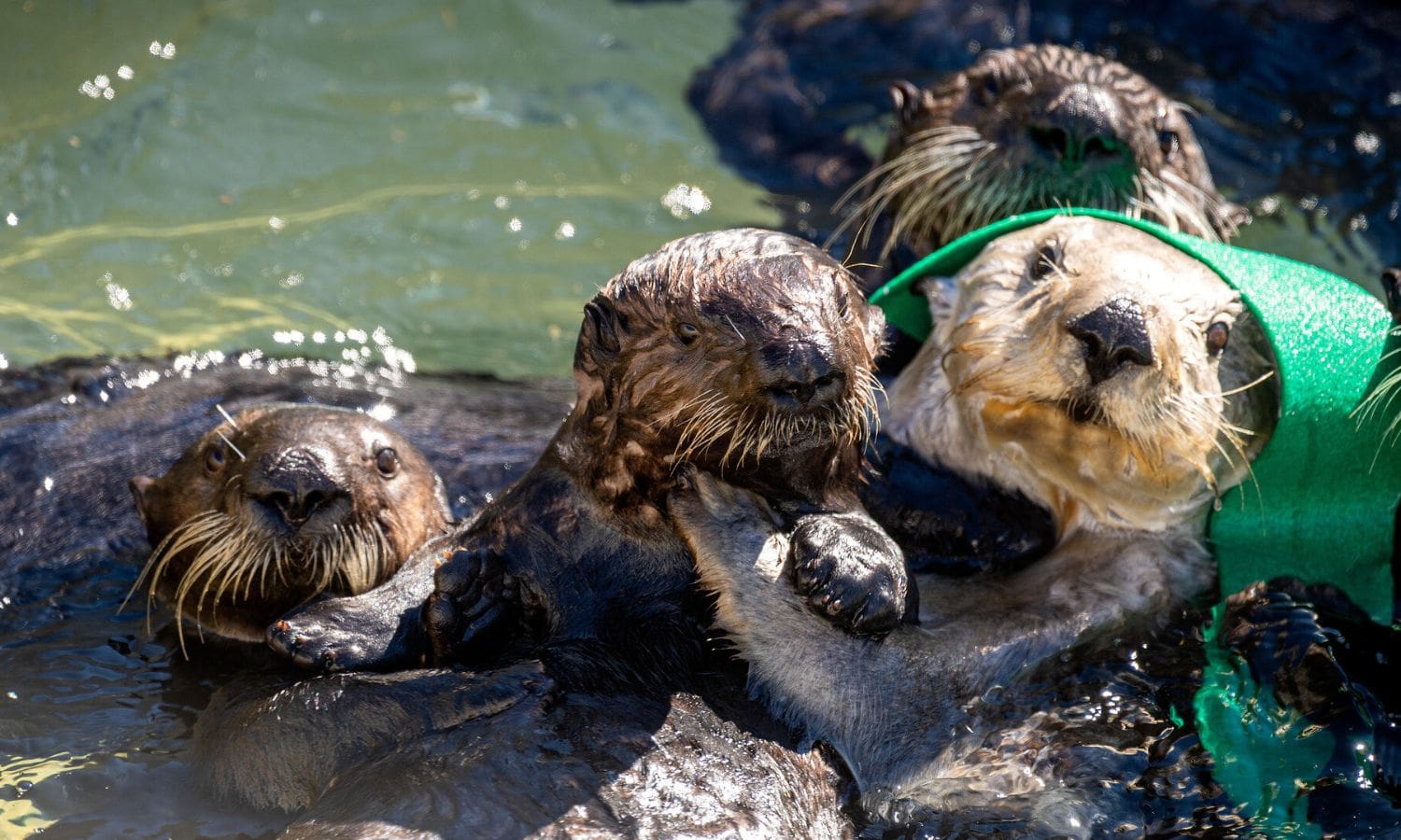 Role of Sea Otters in Shaping California