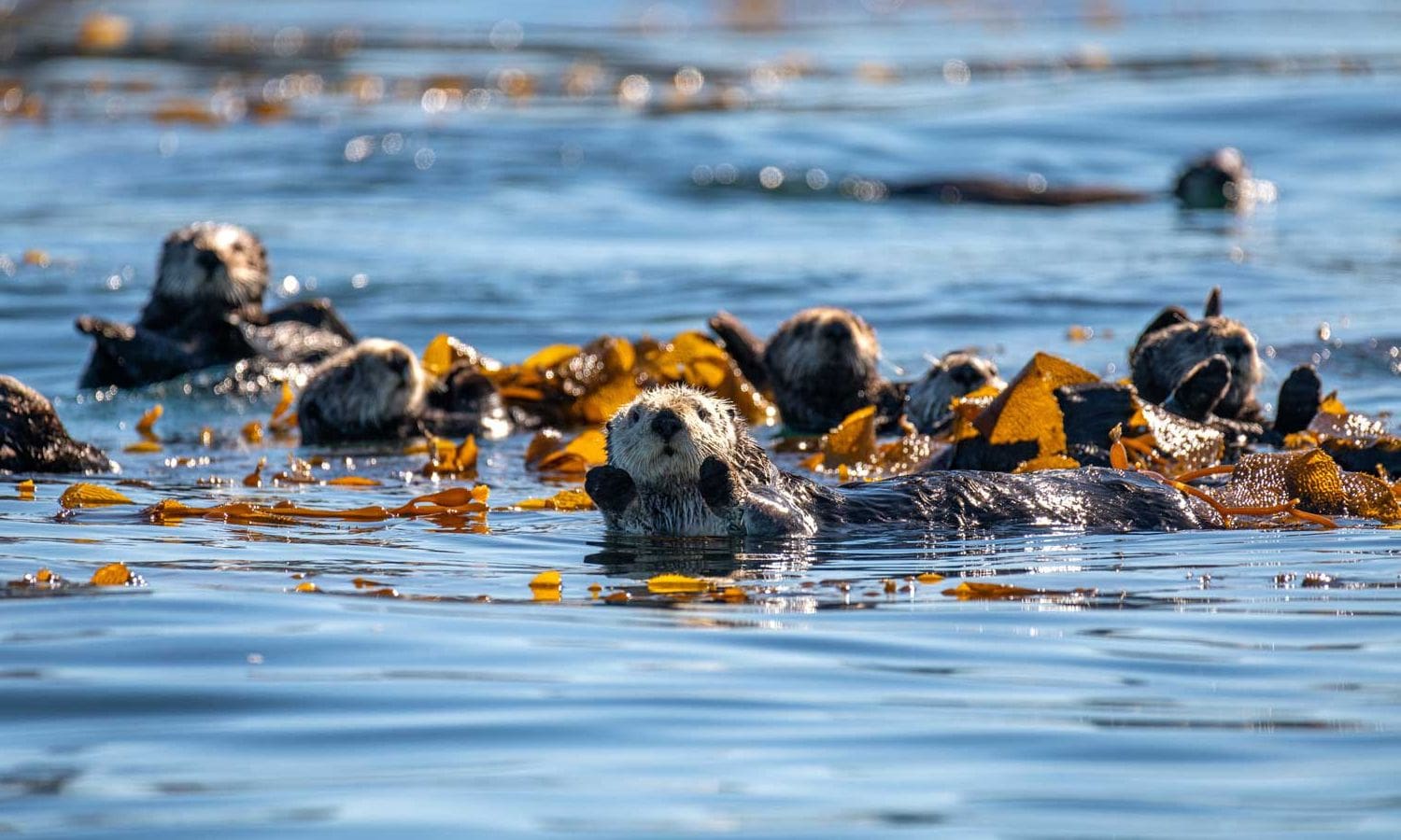 Role of Sea Otters in Shaping California