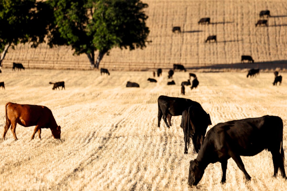 California Cattle Herds