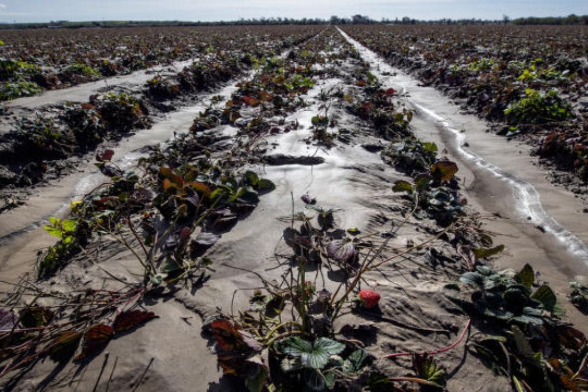 California Strawberry Crisis