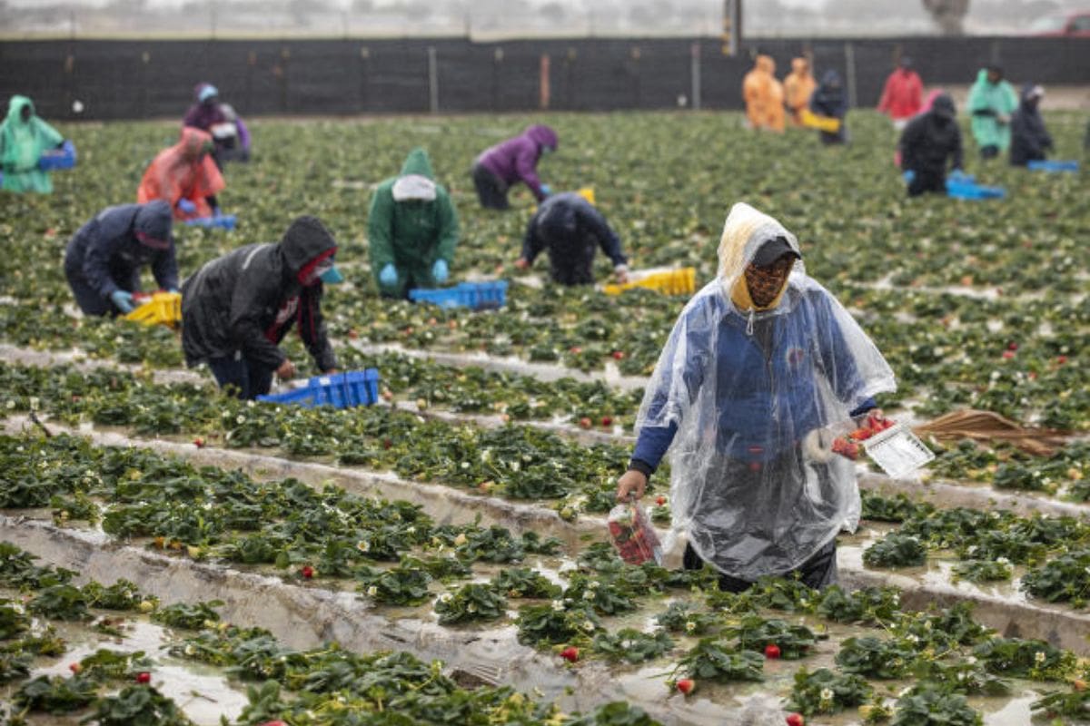 California Strawberry Crisis