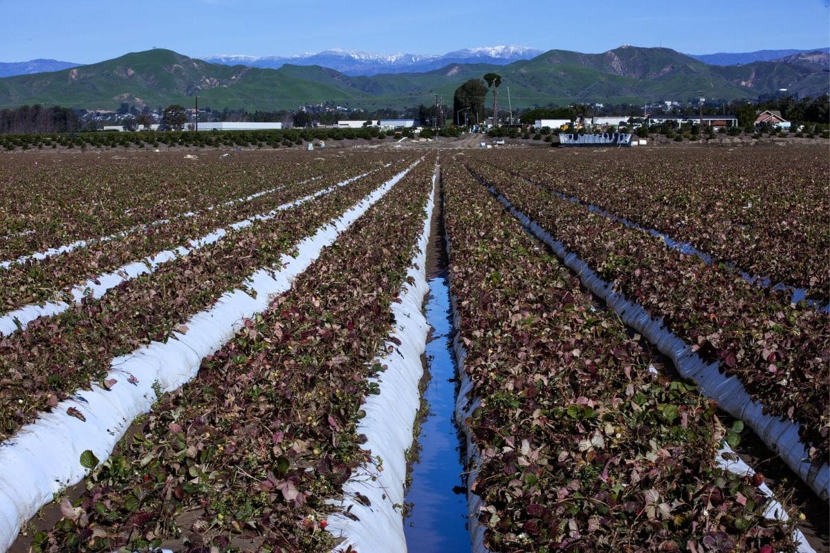 California Strawberry Crisis